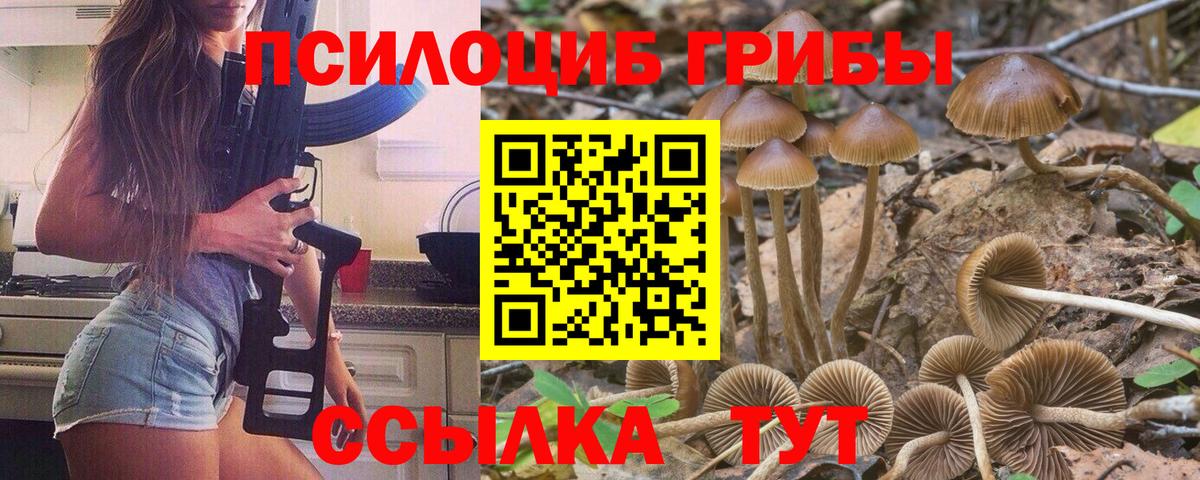 Камень-на-Оби  что такое наркотик  Вход с VPN  Псилоцибиновые грибы Cubensis  Псилоцибиновые грибы мицелий 